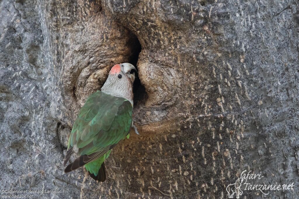 Brown-necked Parrot female adult, identification