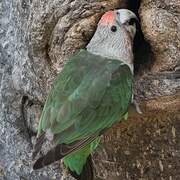 Brown-necked Parrot