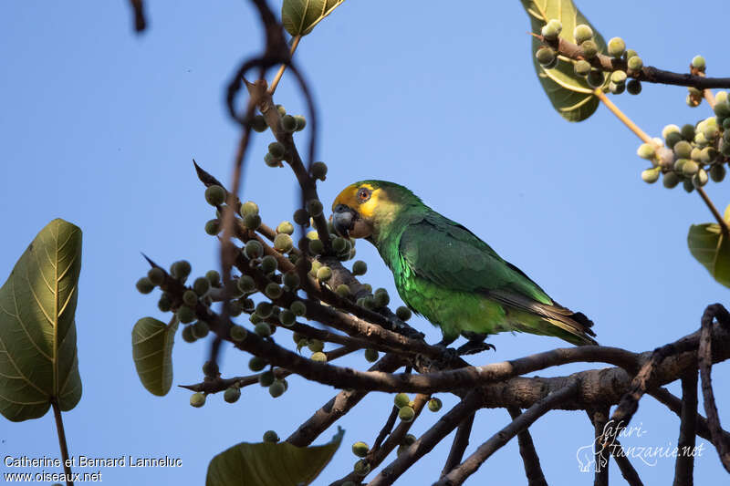 Yellow-fronted Parrotadult, identification