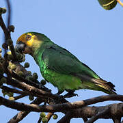 Yellow-fronted Parrot