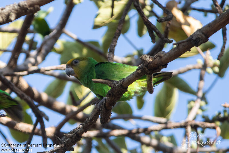 Yellow-fronted Parrot female adult, identification