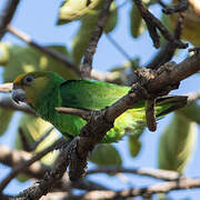 Yellow-fronted Parrot