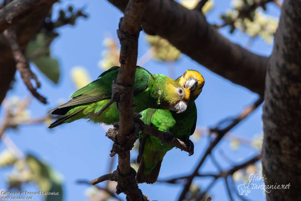 Yellow-fronted Parrotadult