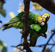 Yellow-fronted Parrot