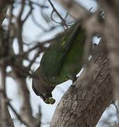 Brown-headed Parrot