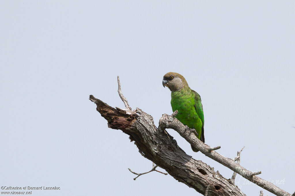 Brown-headed Parrot