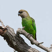 Brown-headed Parrot