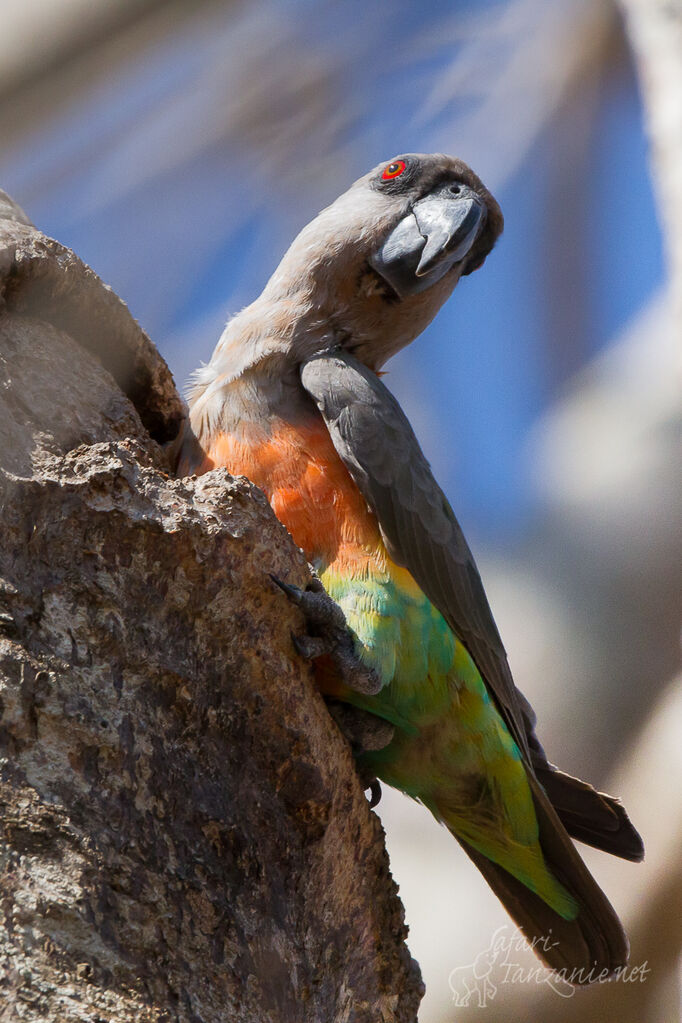 Red-bellied Parrot male adult, Behaviour