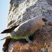 Red-bellied Parrot