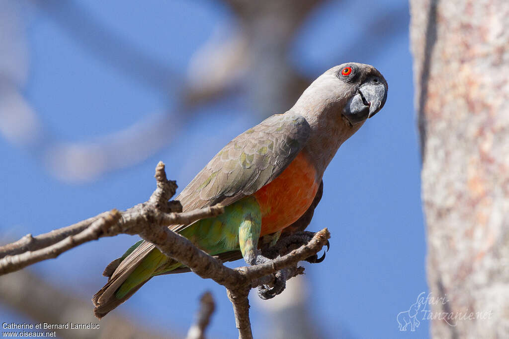 Red-bellied Parrot male adult, identification