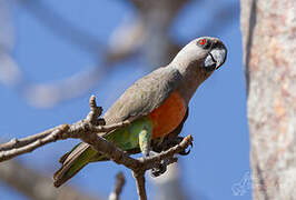 Red-bellied Parrot