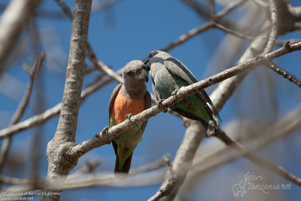 Red-bellied Parrotadult, Behaviour