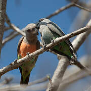 Red-bellied Parrot