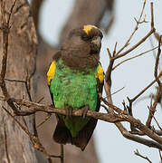 Meyer's Parrot