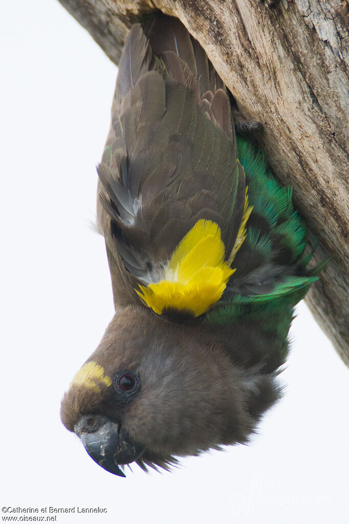 Meyer's Parrot, close-up portrait, Reproduction-nesting