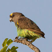 Meyer's Parrot