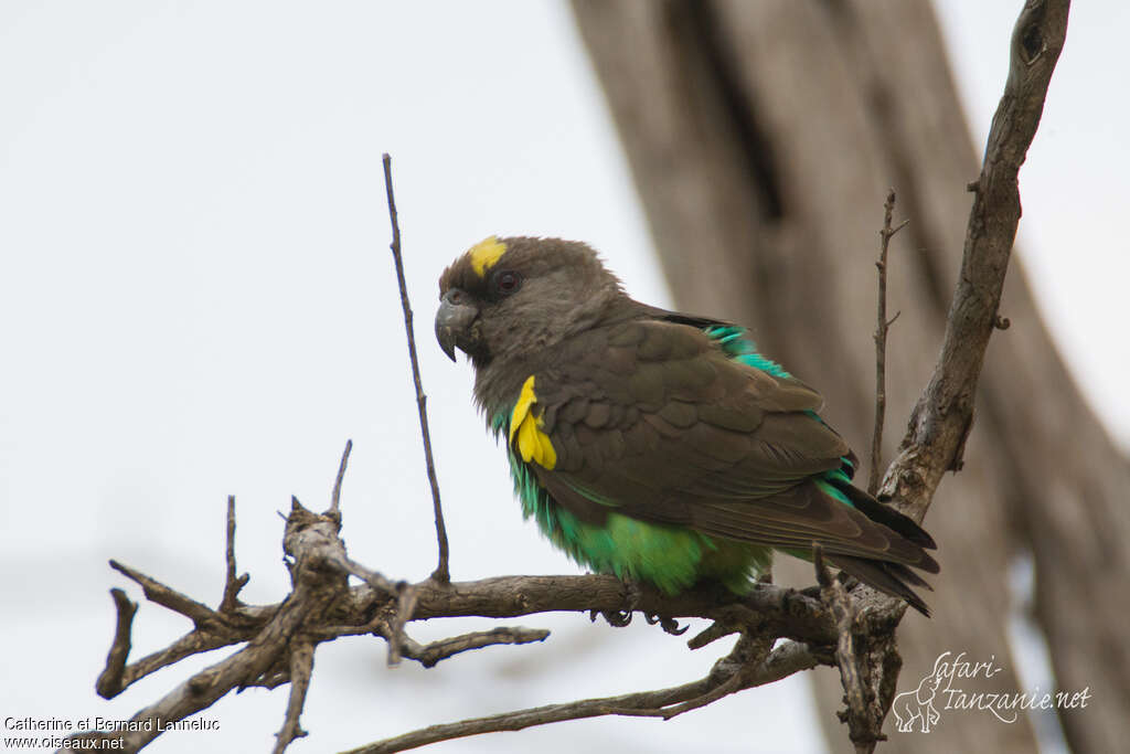 Perroquet de Meyeradulte, identification