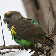 Meyer's Parrot