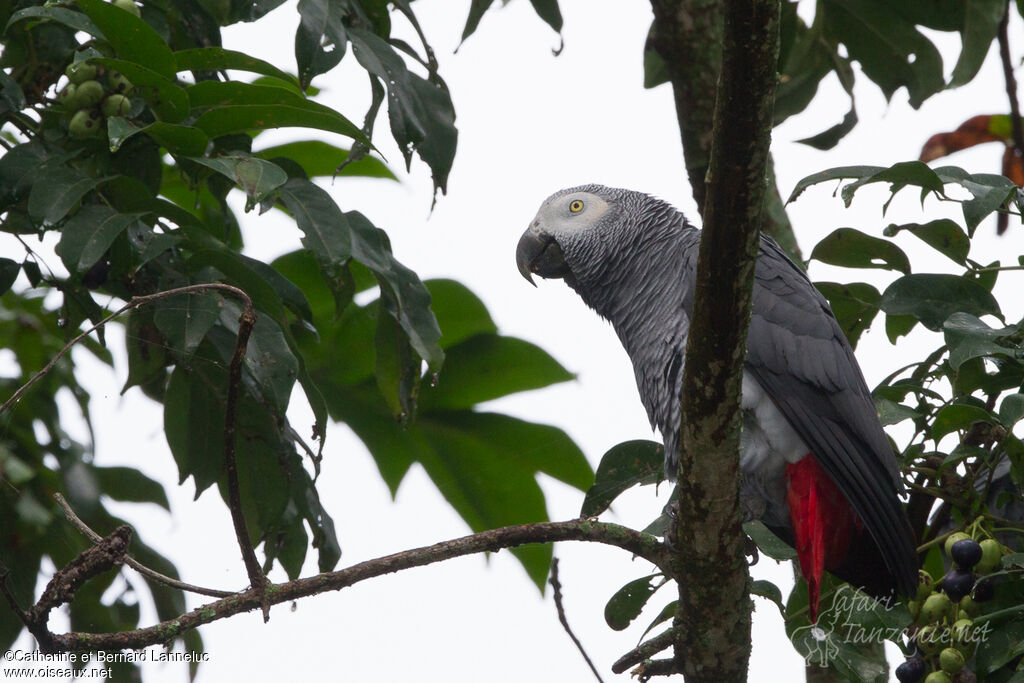 Grey Parrotadult