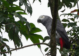 Grey Parrot