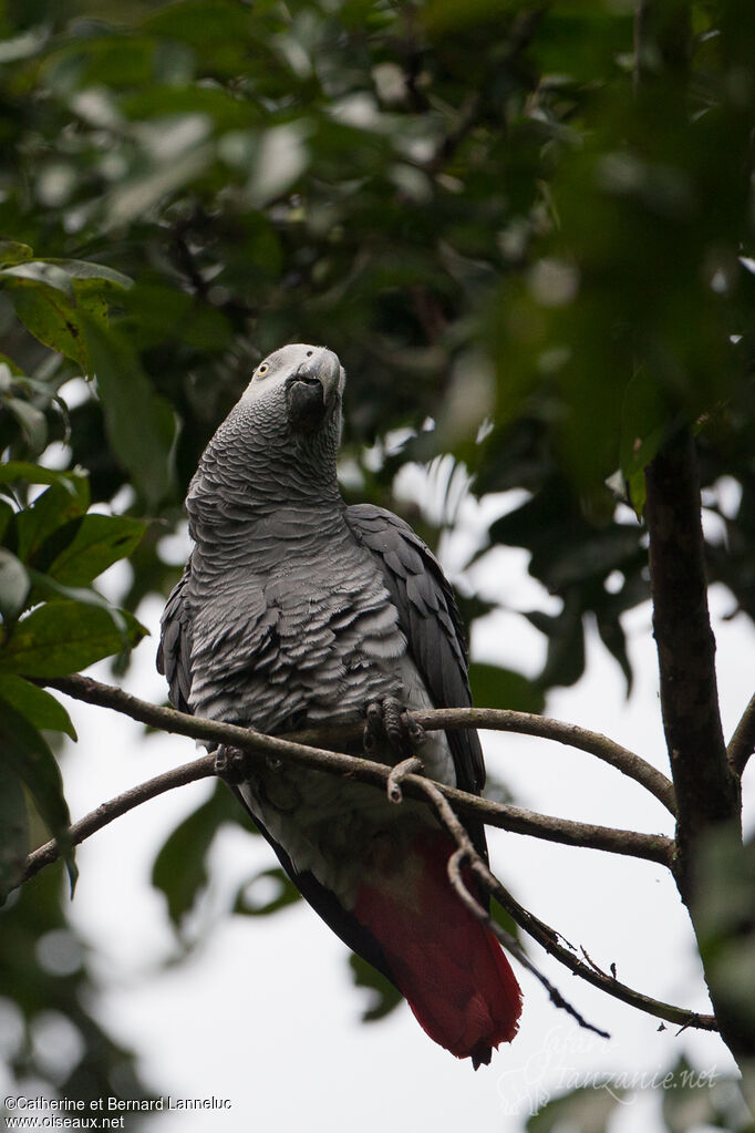 Grey Parrotadult