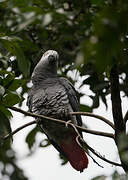 Grey Parrot