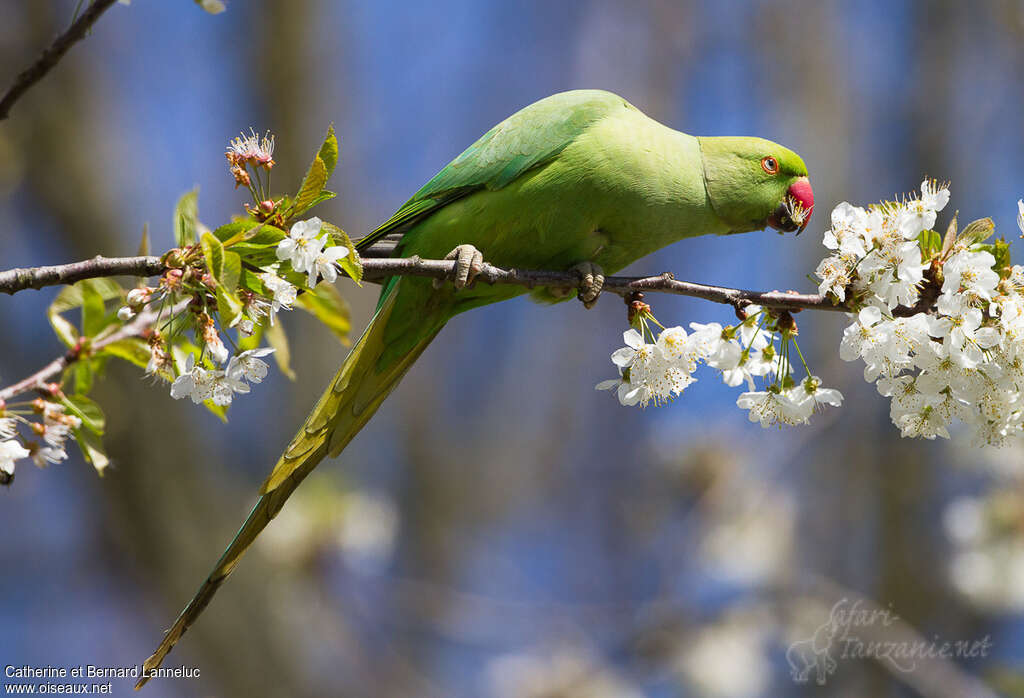 Rose-ringed Parakeet female adult, feeding habits, eats