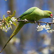 Rose-ringed Parakeet