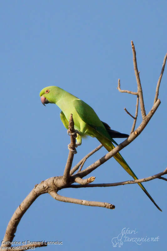 Rose-ringed Parakeet female adult, identification