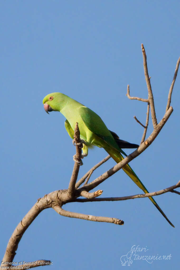 Rose-ringed Parakeet female adult, identification