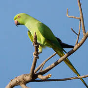 Rose-ringed Parakeet