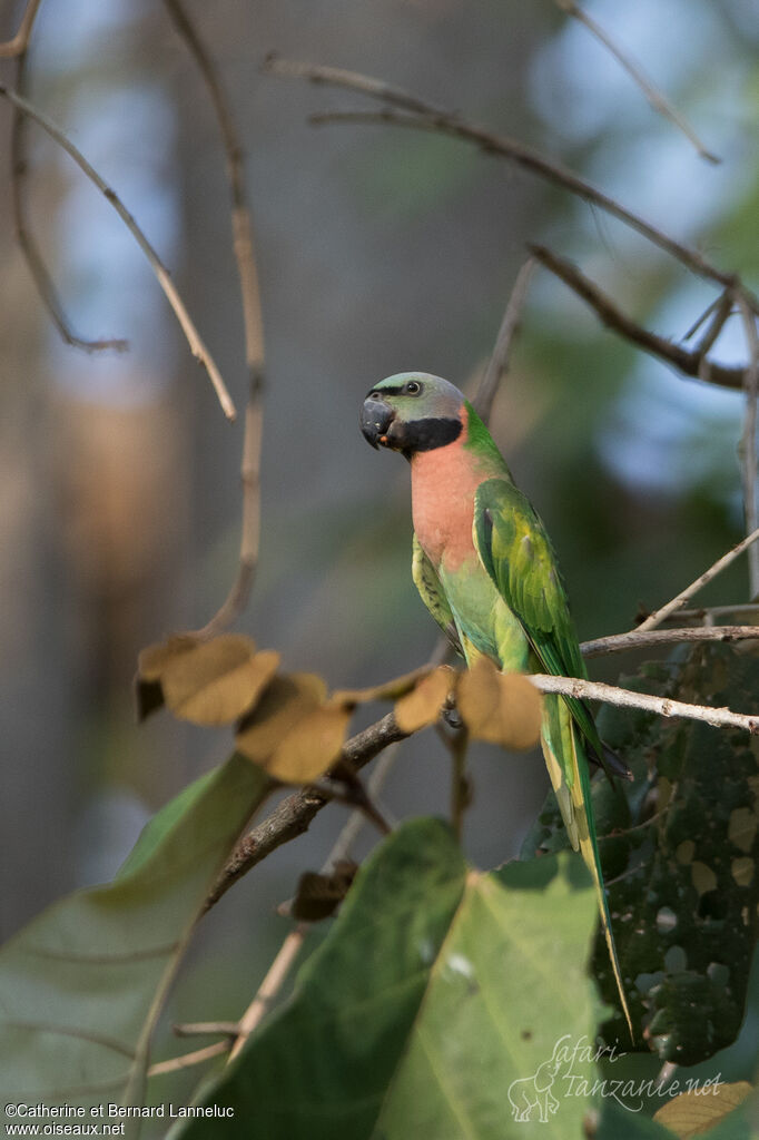 Red-breasted Parakeet female adult, identification