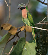 Red-breasted Parakeet