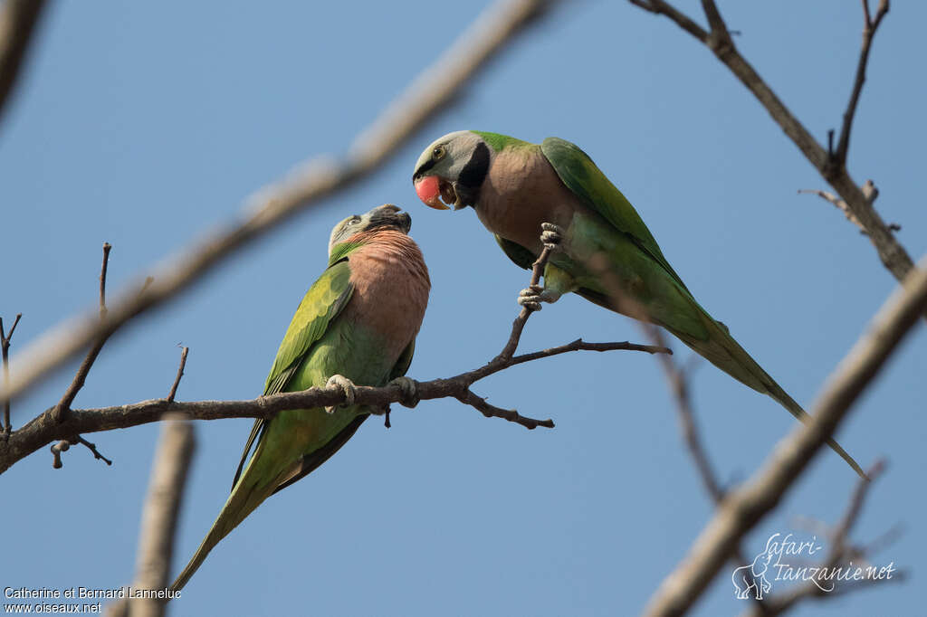 Red-breasted Parakeetadult, Reproduction-nesting