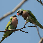 Red-breasted Parakeet