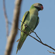 Red-breasted Parakeet