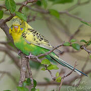 Budgerigar