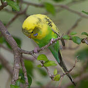 Budgerigar