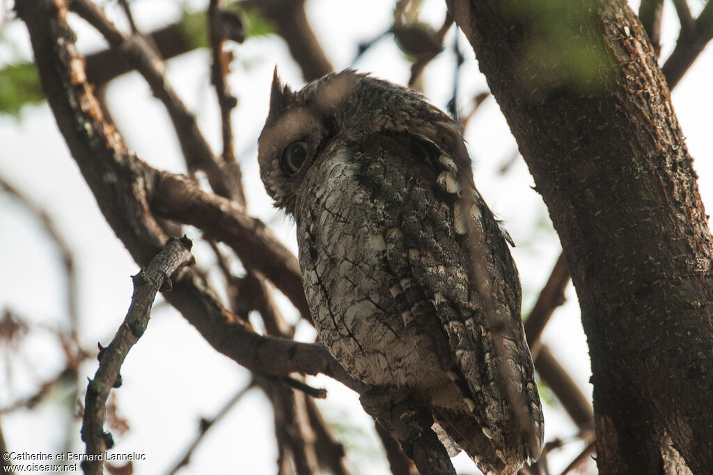 African Scops Owladult