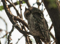 African Scops Owl