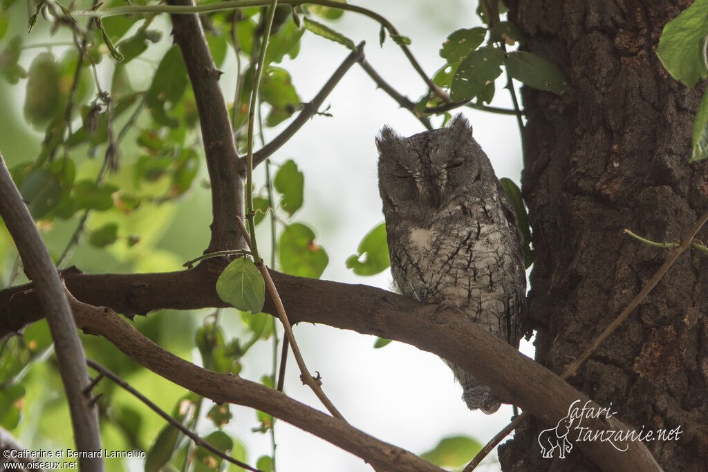 African Scops Owladult, identification