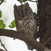 African Scops Owl