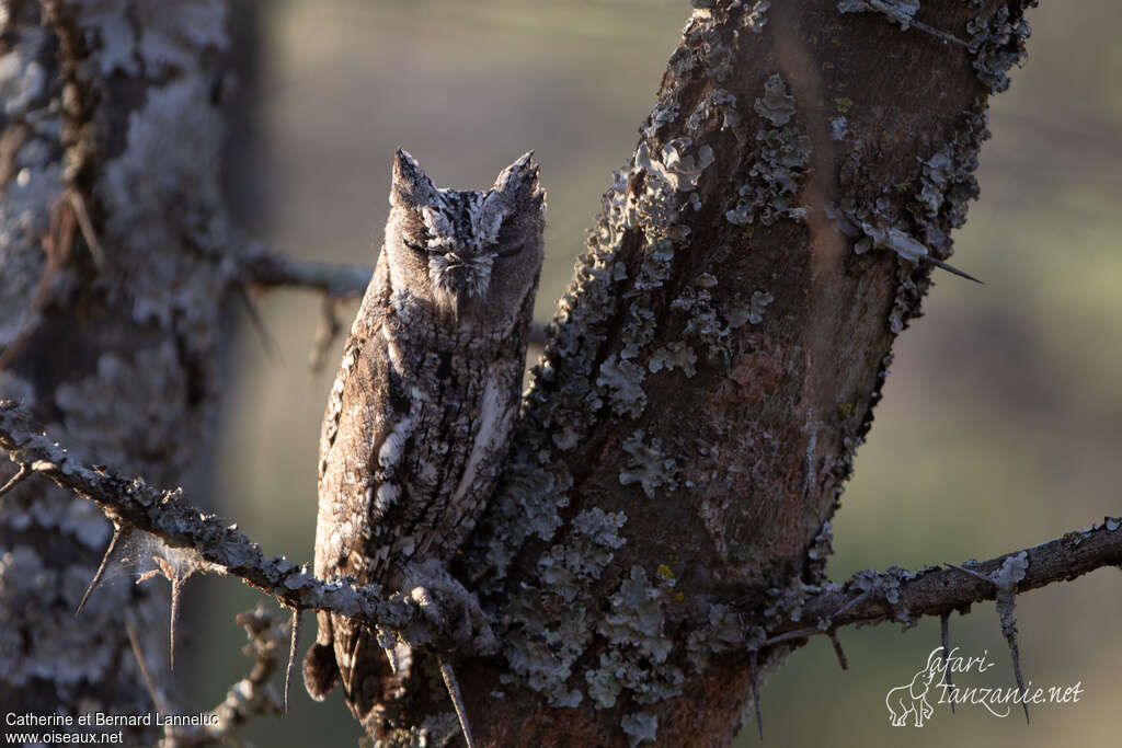 Petit-duc africainadulte, camouflage