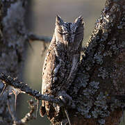 African Scops Owl