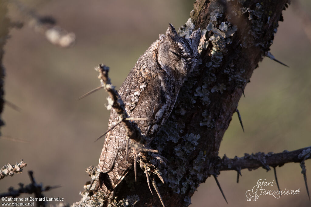 Petit-duc africainadulte, camouflage