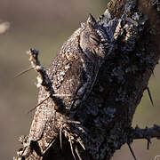 African Scops Owl