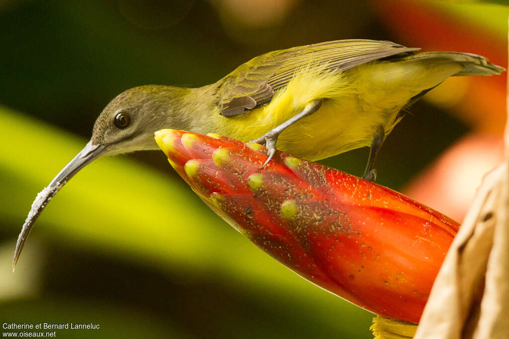 Little Spiderhunteradult, feeding habits, eats