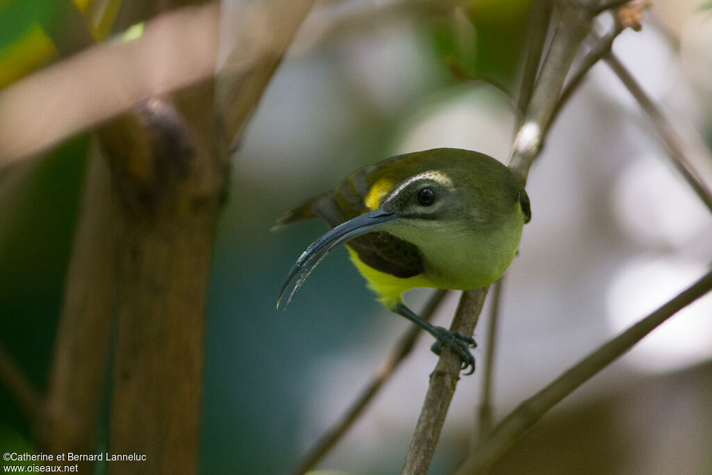 Little Spiderhunteradult, Behaviour