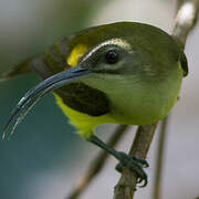 Little Spiderhunter