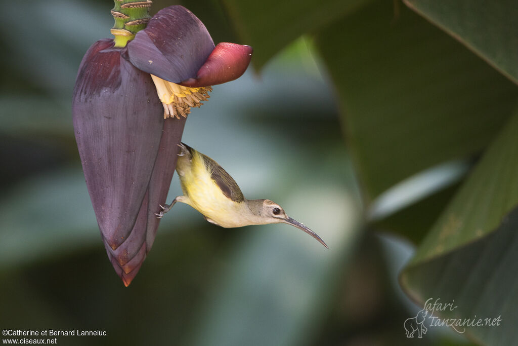 Little Spiderhunteradult